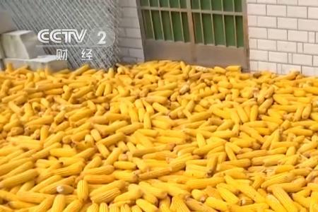 滨州地区什么时间种春玉米