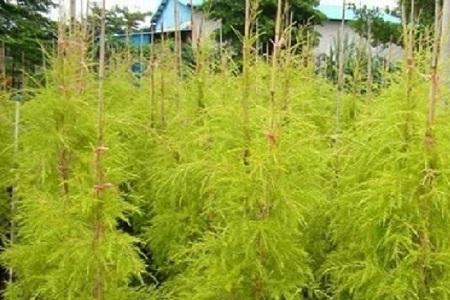 千层金冬天叶子干枯后还能活吗