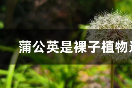 黄花菜是裸子还是被子