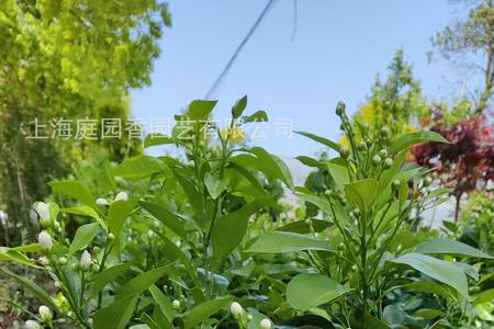 九层塔怎样移摘