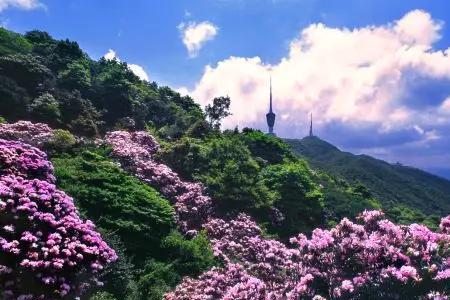 阳春杜鹃花开放时间