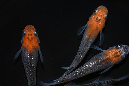 观背青鳉成鱼几厘米