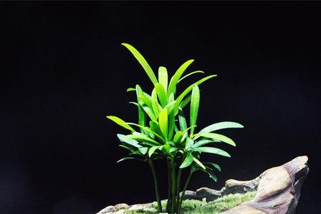 茶桌绿植摆放讲究