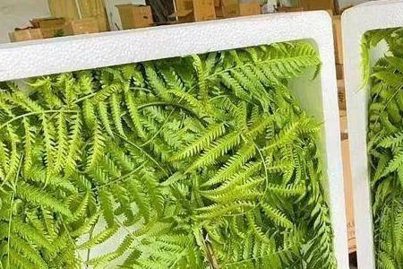 观音蕨跟金毛蕨的区别