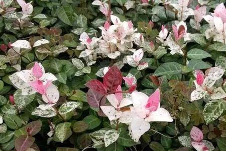 彩叶络石耐寒吗