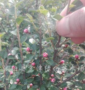 白花荀子果干枯的原因