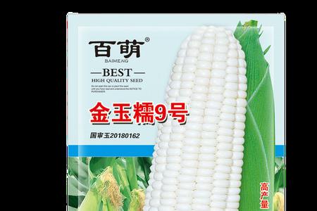金玉77玉米种