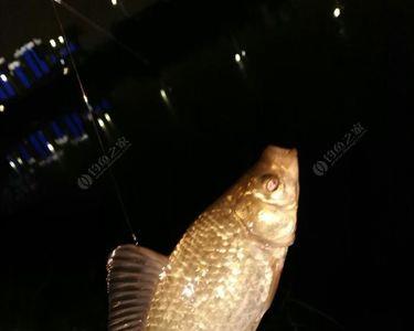 夜钓的鲫鱼拿回来怎么养