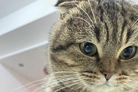 虎斑猫胆子小怎么办