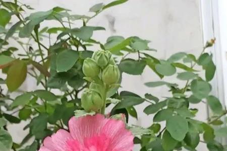 蜀葵七月份种了能开花吗