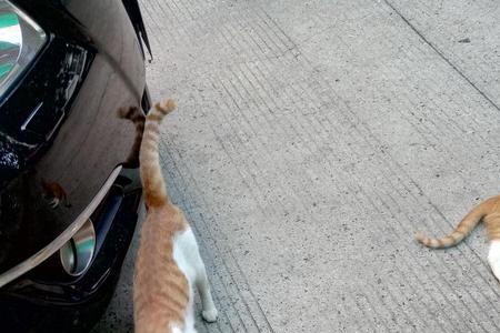 大量抓捕流浪猫犯法吗