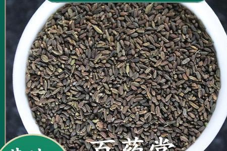 用什么处理柴胡种子