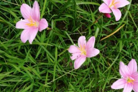 韭莲兰的花语文案