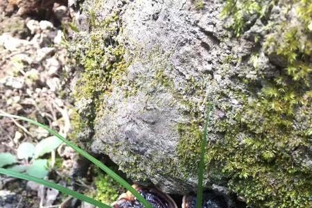 灵芝几月份成熟