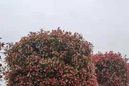 红叶石楠能种在坟前吗