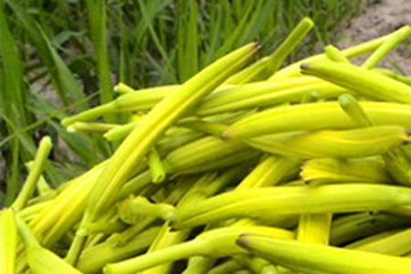 黄花菜收几茬