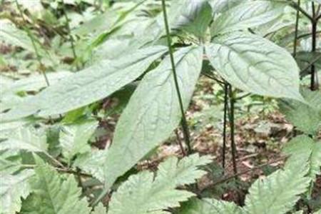 湖北竹节参有没有价值