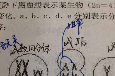 单倍体细胞有几个染色体组