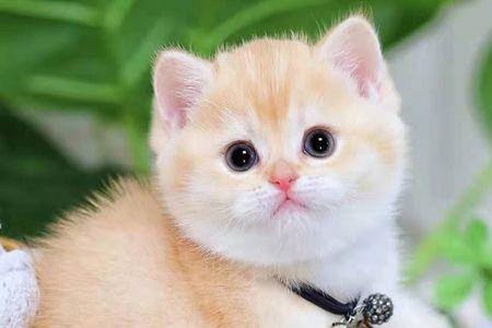 蓝渐层猫为什么不叫