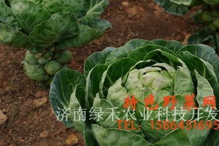 江西省可以种抱子甘蓝吗