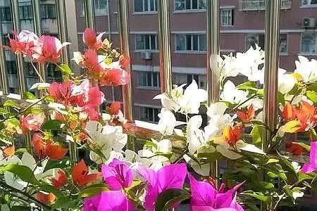 三角梅能用奥绿a2吗