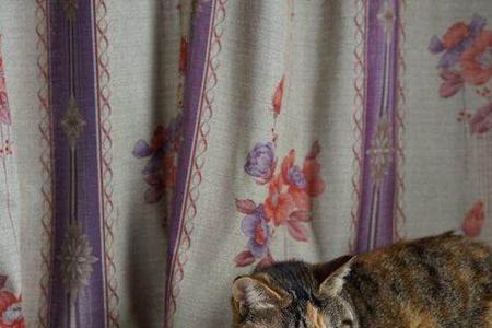 狸花猫多久能养熟