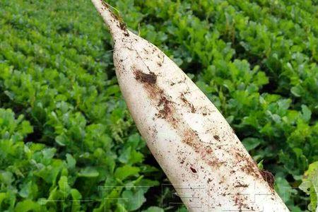 大田萝卜籽种植方法