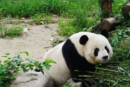 长治动物园有大熊猫吗