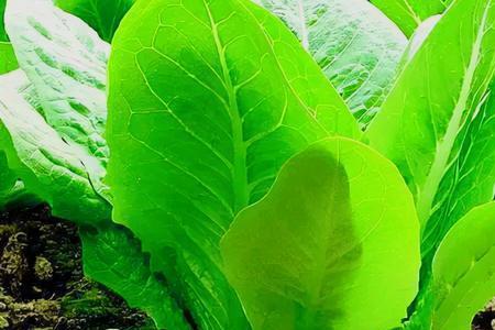 绣花菜种植方法