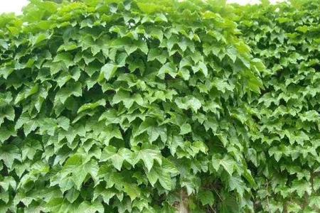 爬山虎内有哪些植物