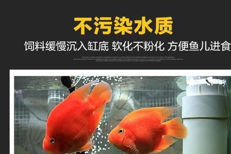 七彩神仙可以一直喂颗粒饲料吗