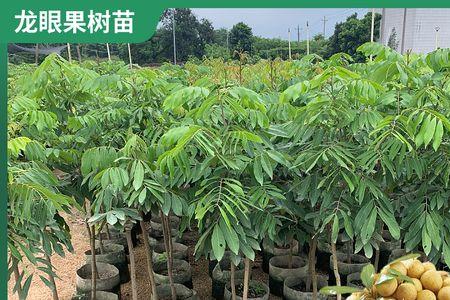 一颗四季龙眼树能结多少斤果