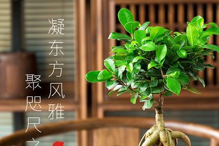 人参榕盆景可以淋雨吗