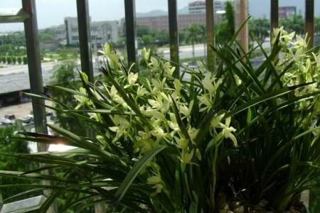 北方最容易开花的建兰