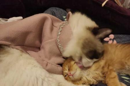 猫咪抱着自己是什么意思