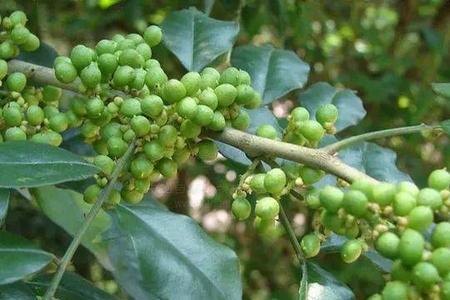 花椒种子用人尿泡的催芽方法