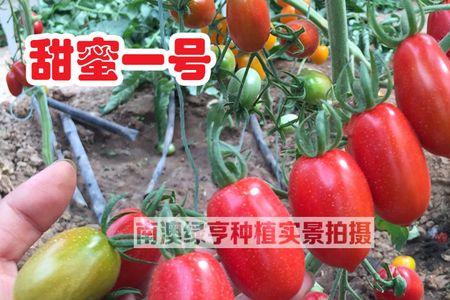 花生小西红柿是转基因的吗
