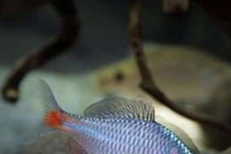 鳑鲏鱼怎么养不大