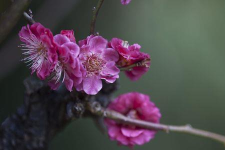 梅花代表男人还是女人