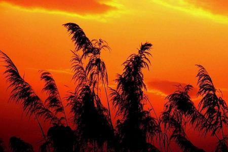 夕阳如血的诗句