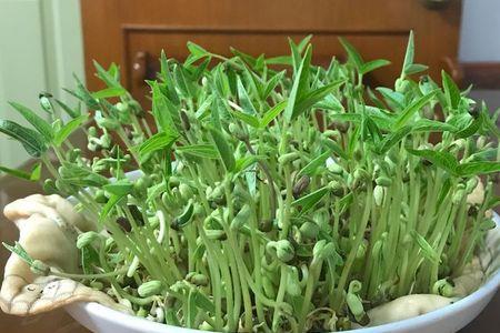 豆芽如何保存才不变绿
