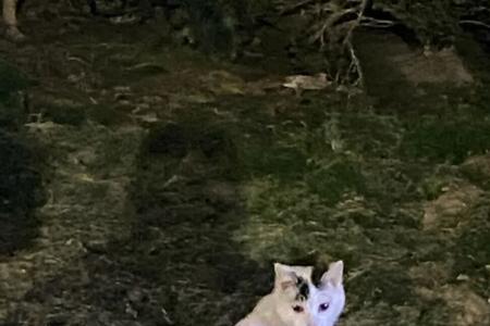 偷偷摸摸指什么生肖