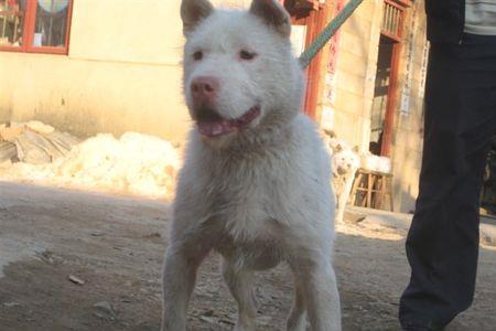 格力犬和下司犬哪个好