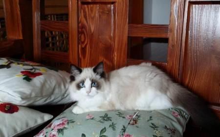 布偶母猫怎么找公猫