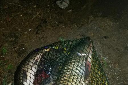 夜钓鲩鱼的最佳时间