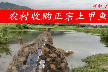 活甲鱼身上有股臭味什么情况
