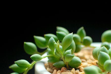 情人泪多肉怎样出锦