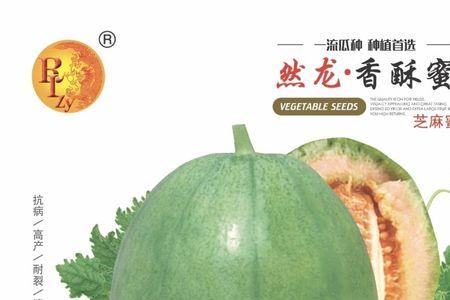 苏蜜龙甜瓜种植管理方法