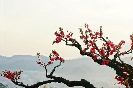 桃花山上桃花仙谁写的