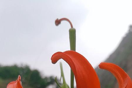 山丹丹花冬天能在外过冬吗